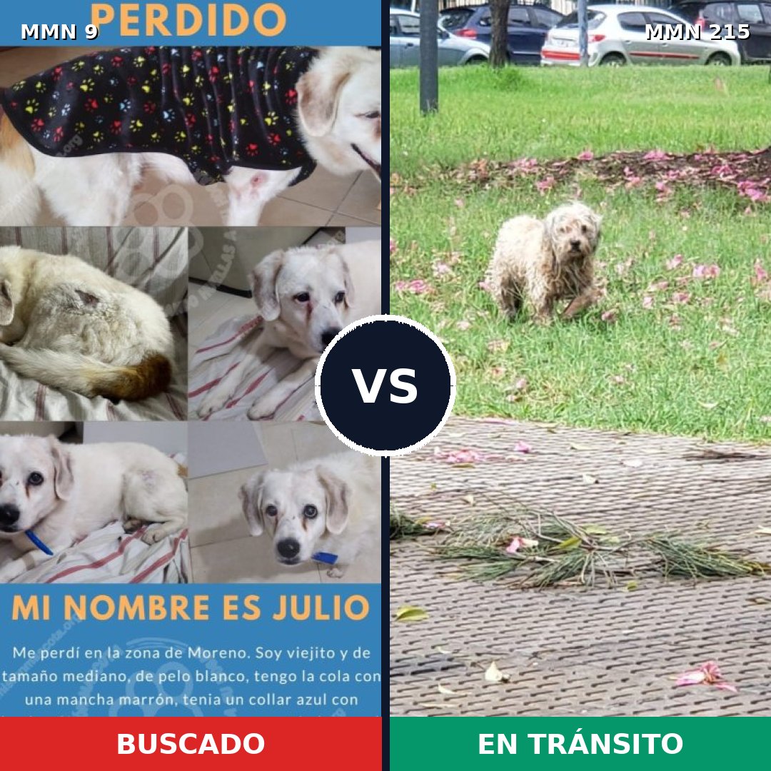 Comparativa MMS 424: mascota perdida y mascota encontrada, 64% de similitud