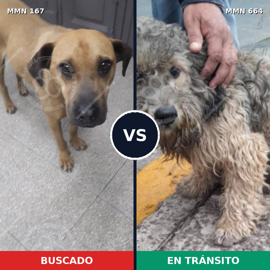 Comparativa MMS 4240: mascota perdida y mascota encontrada, 21% de similitud