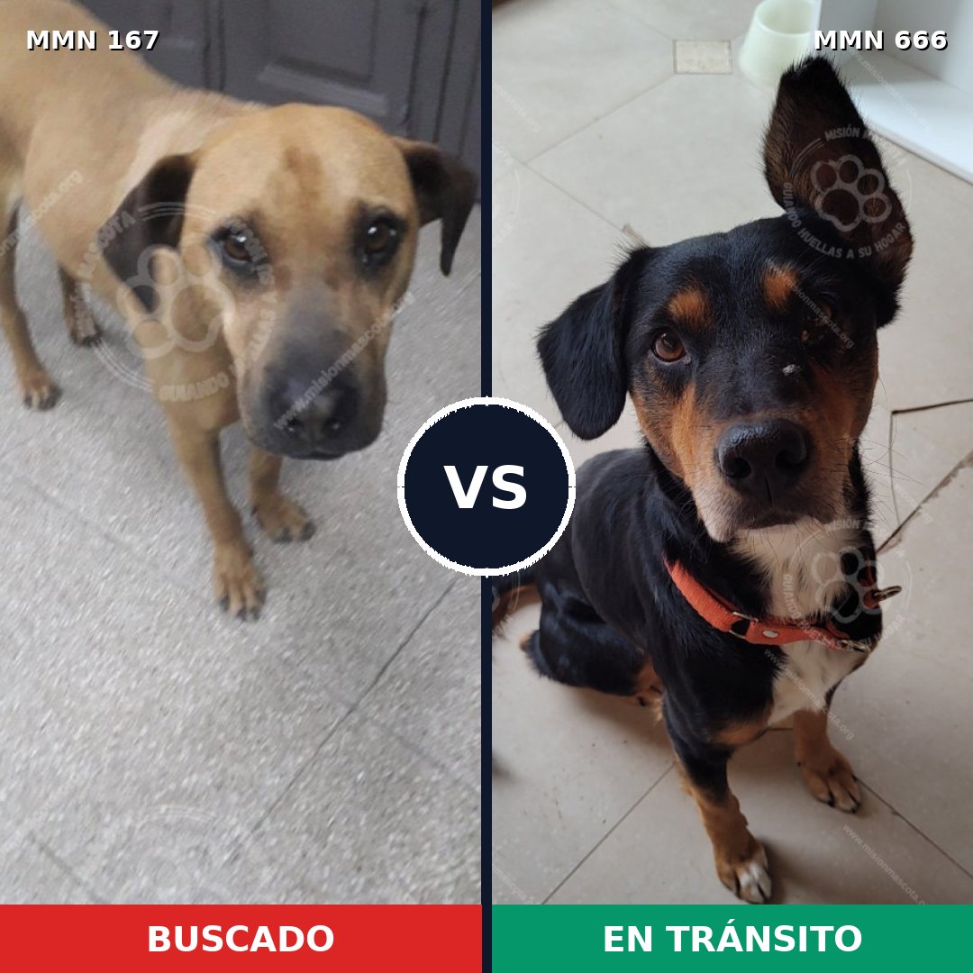 Comparativa MMS 4241: mascota perdida y mascota encontrada, 4% de similitud