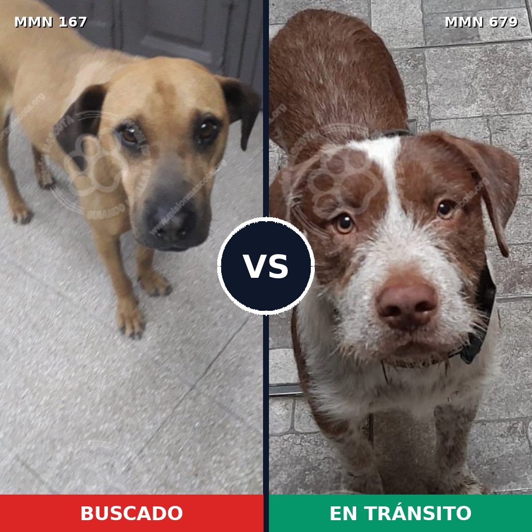 Comparativa MMS 4242: mascota perdida y mascota encontrada, 57% de similitud