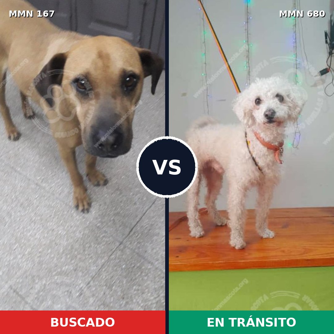 Comparativa MMS 4243: mascota perdida y mascota encontrada, 8% de similitud