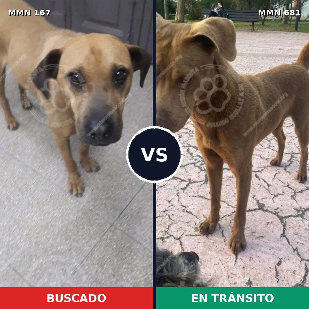 Comparativa MMS 4244: mascota perdida y mascota encontrada, 73% de similitud