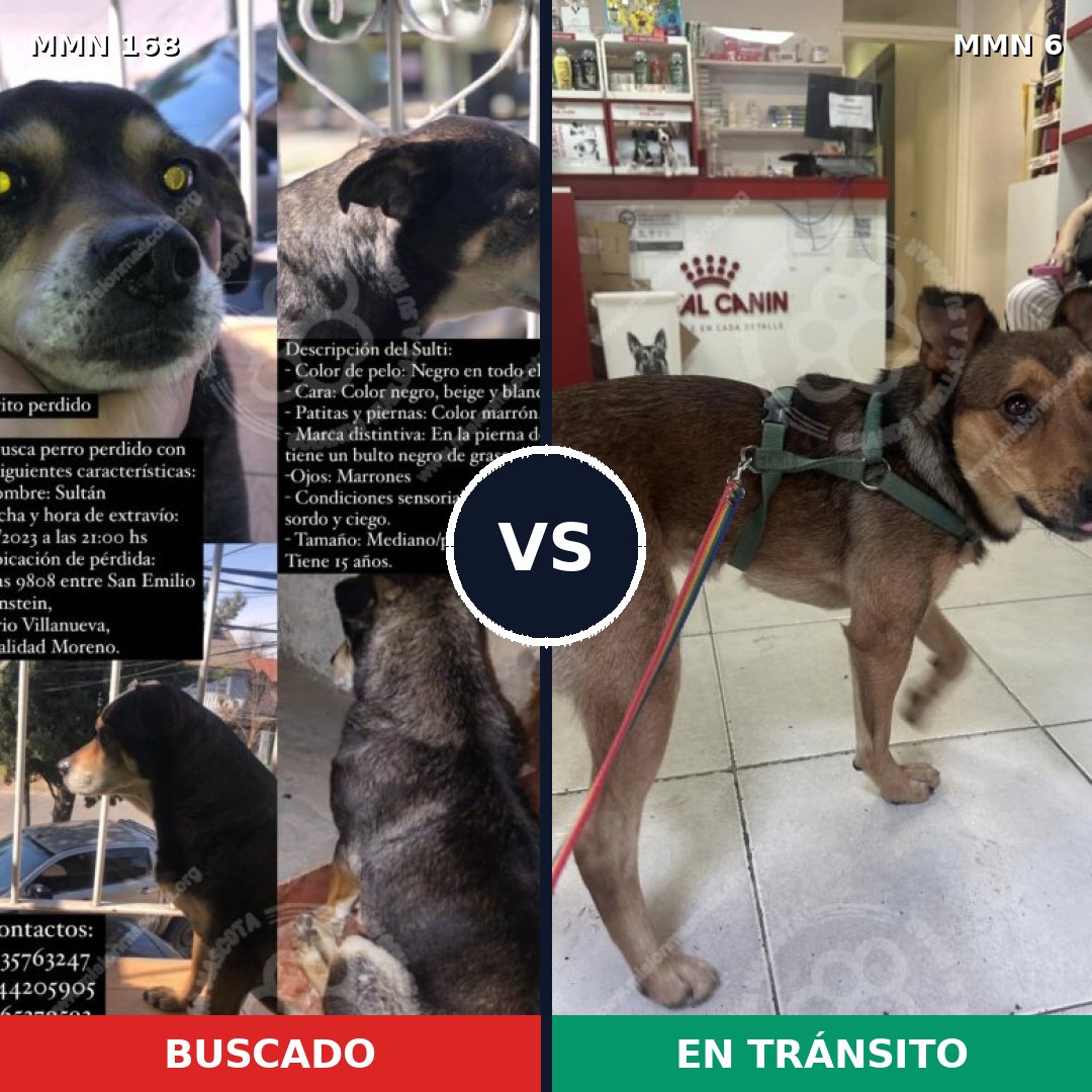 Comparativa MMS 4245: mascota perdida y mascota encontrada, 51% de similitud