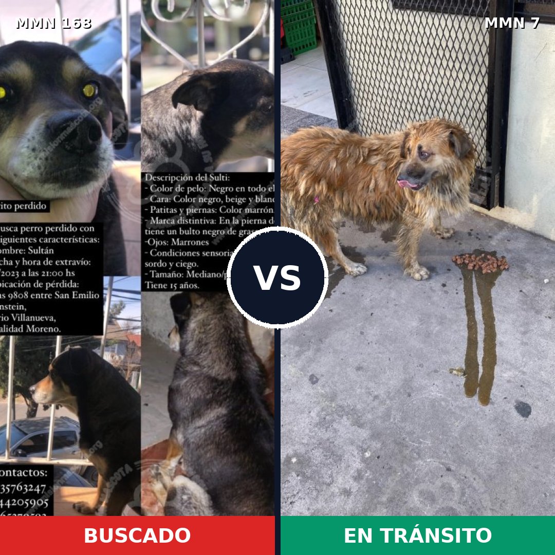 Comparativa MMS 4246: mascota perdida y mascota encontrada, 14% de similitud