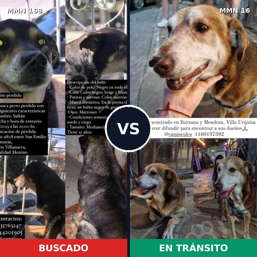 Comparativa MMS 4247: mascota perdida y mascota encontrada, 59% de similitud