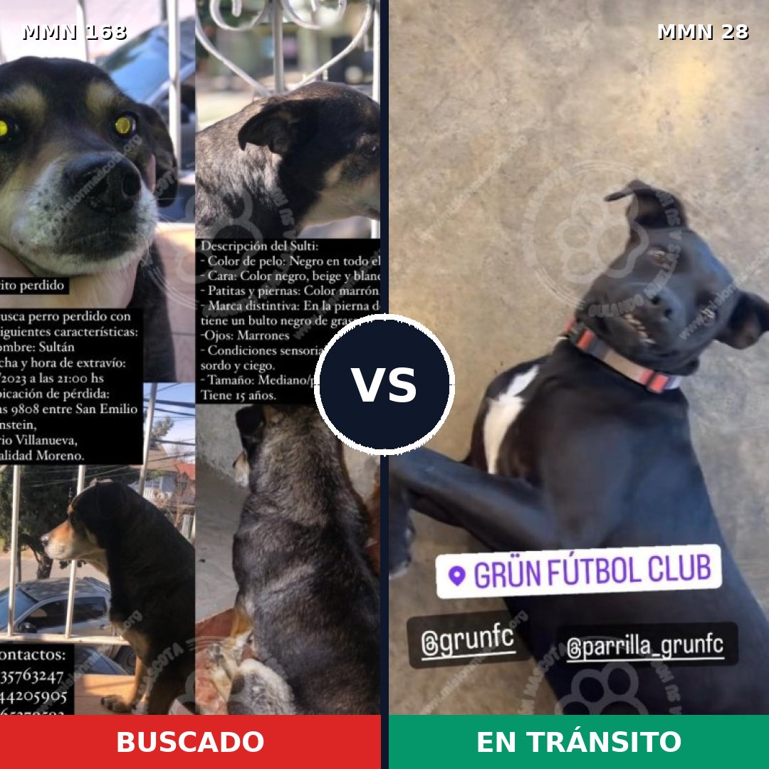Comparativa MMS 4248: mascota perdida y mascota encontrada, 59% de similitud