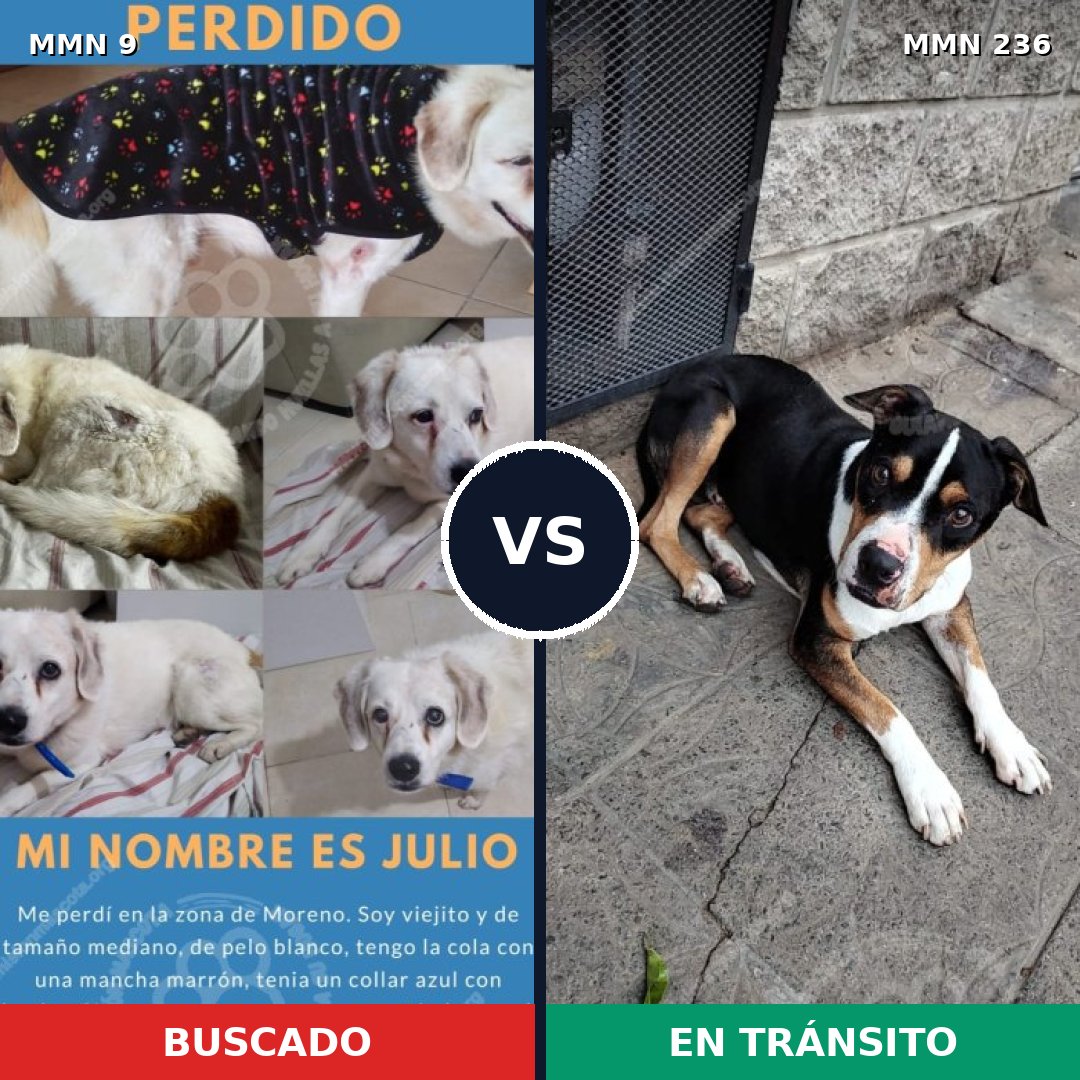 Comparativa MMS 425: mascota perdida y mascota encontrada, 40% de similitud