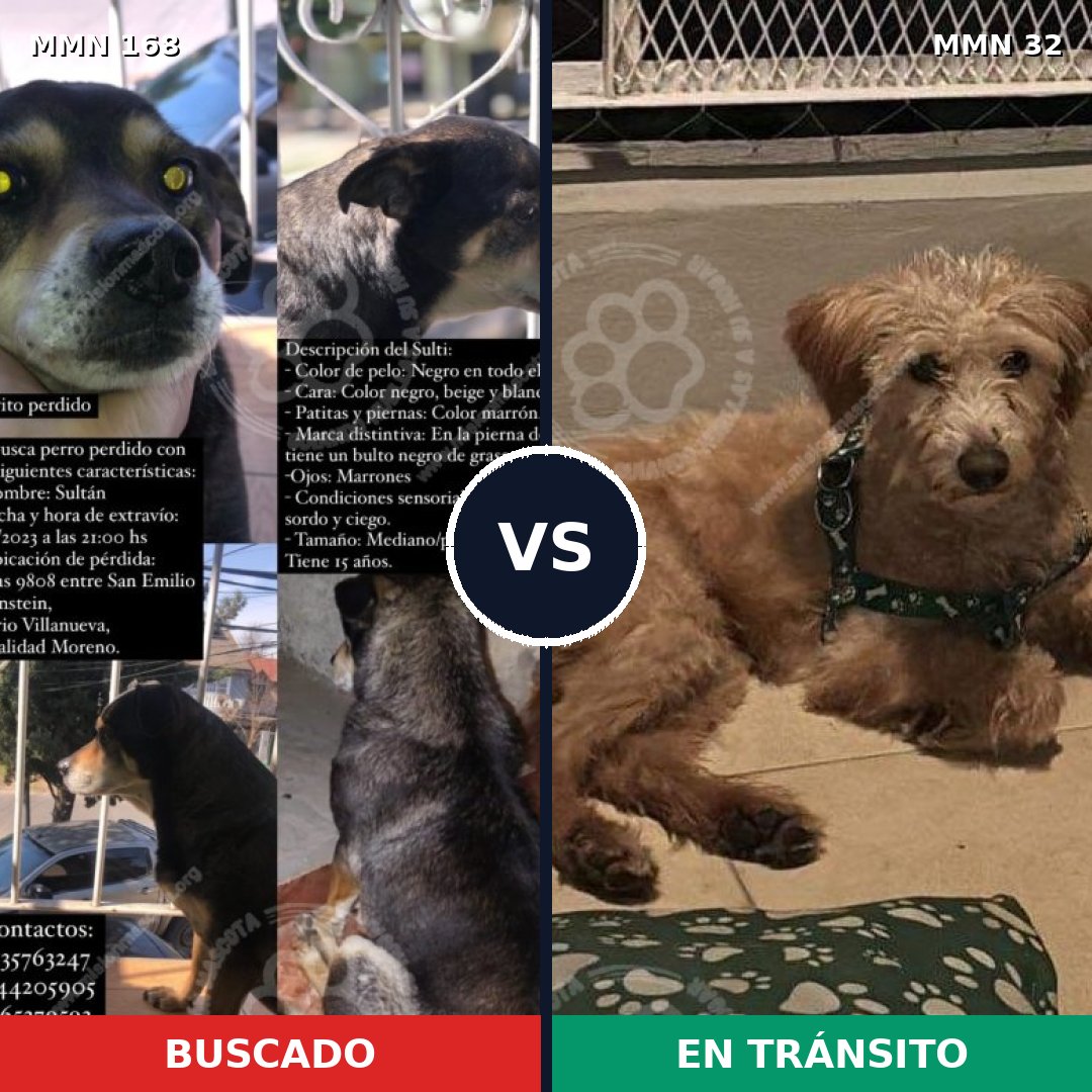 Comparativa MMS 4250: mascota perdida y mascota encontrada, 55% de similitud