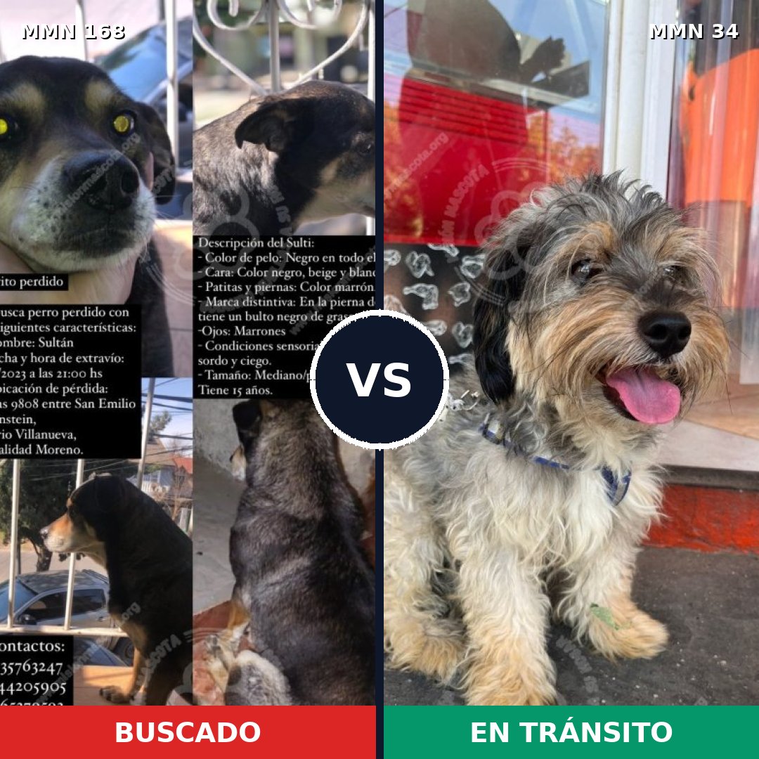 Comparativa MMS 4251: mascota perdida y mascota encontrada, 14% de similitud