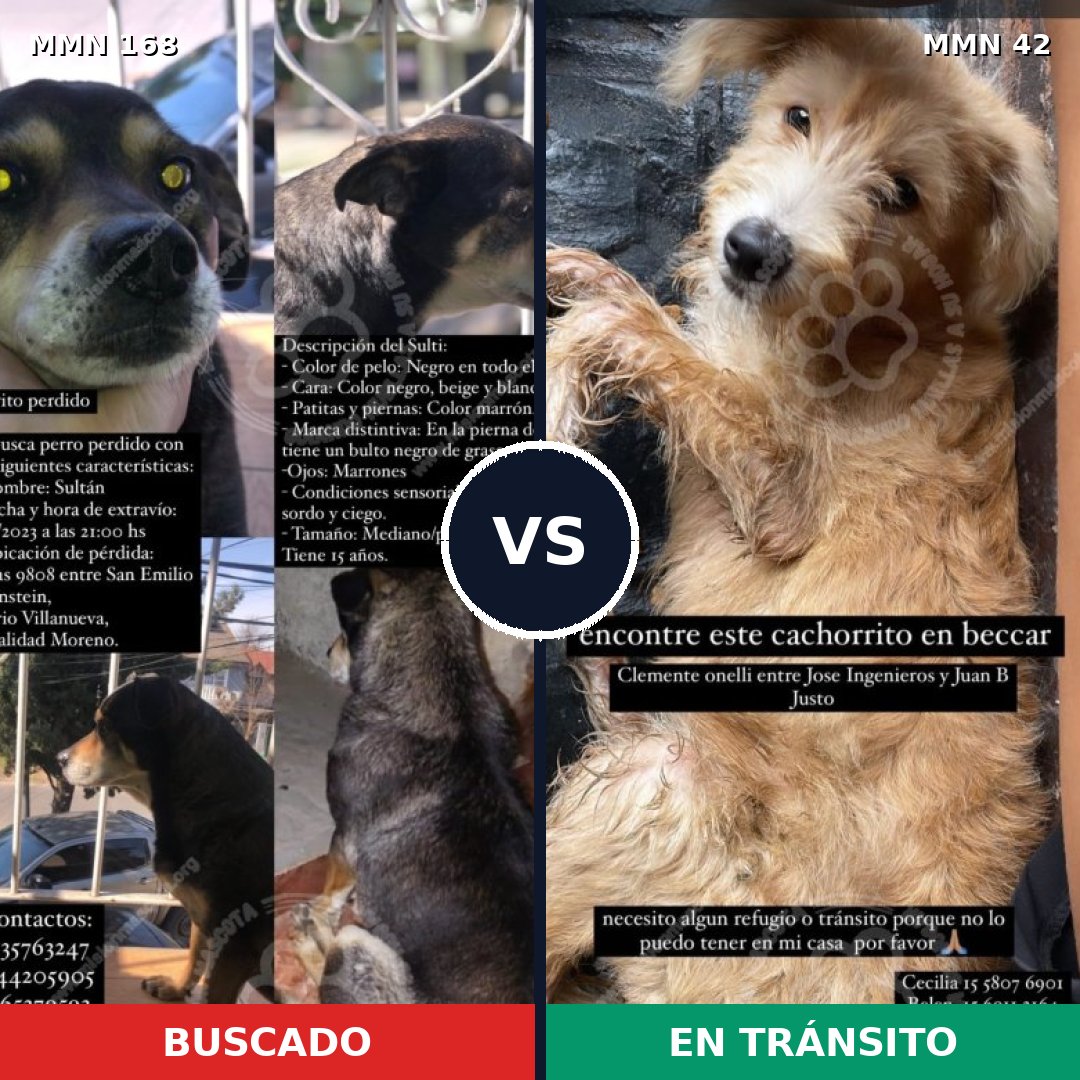 Comparativa MMS 4252: mascota perdida y mascota encontrada, 15% de similitud