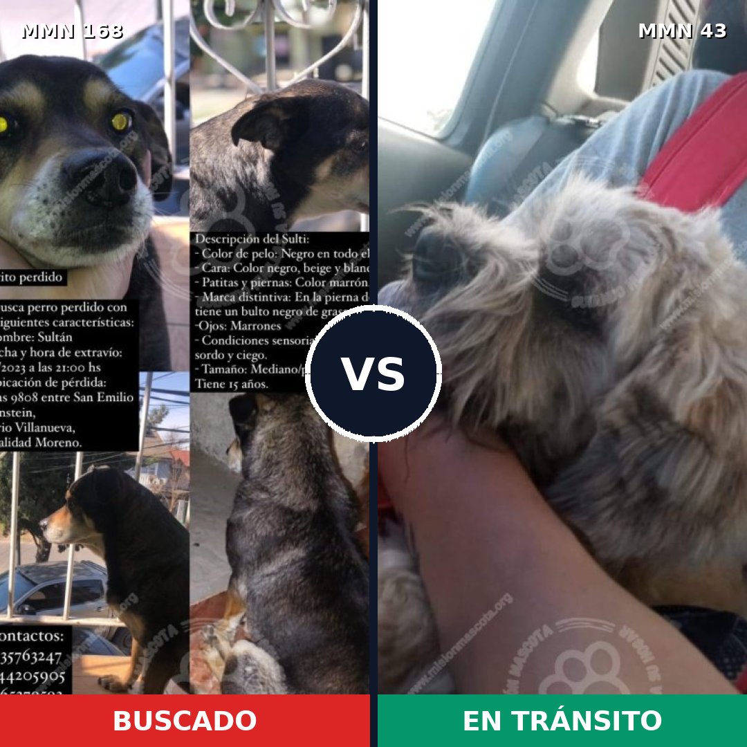 Comparativa MMS 4253: mascota perdida y mascota encontrada, 7% de similitud