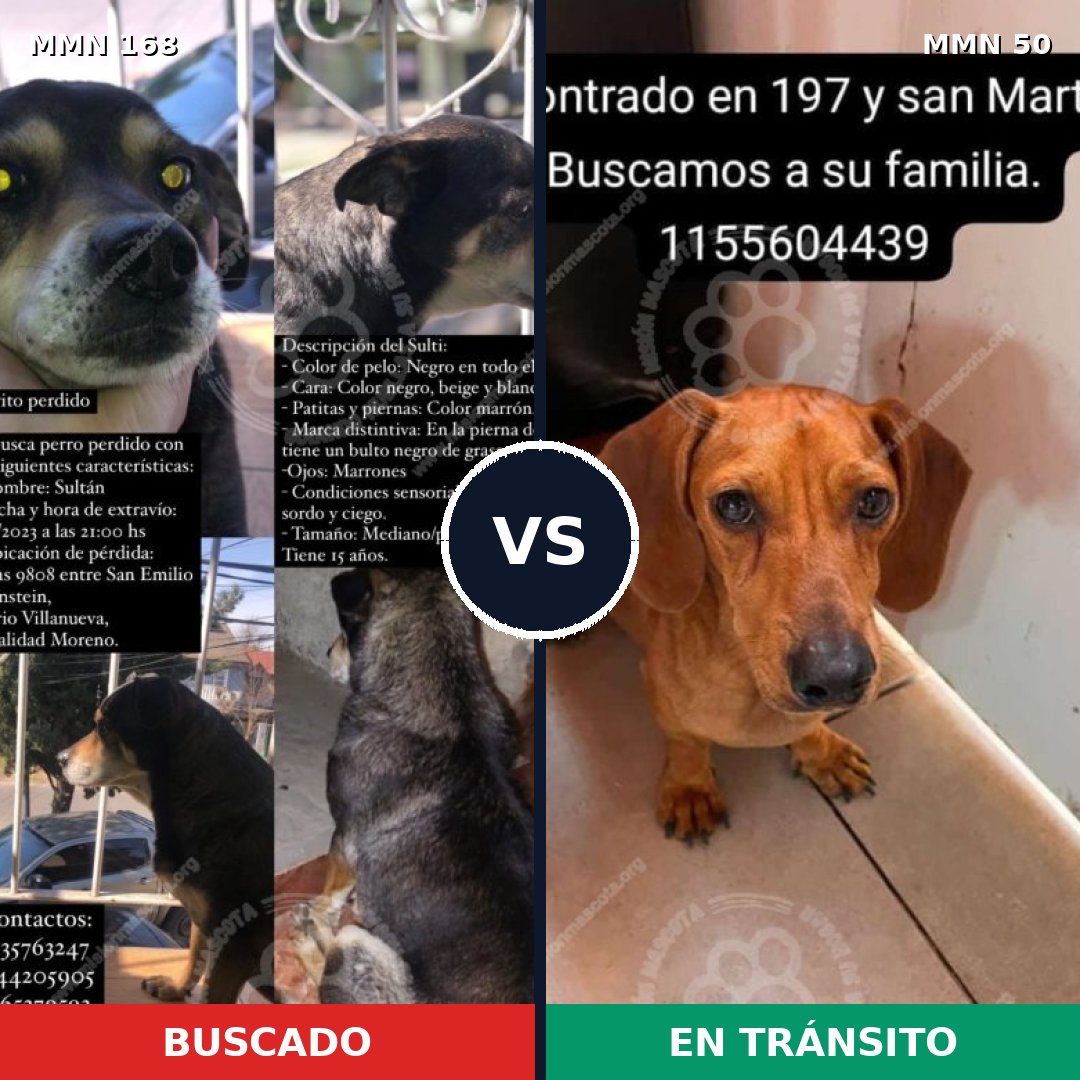 Comparativa MMS 4254: mascota perdida y mascota encontrada, 6% de similitud