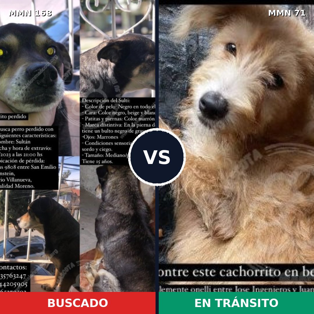 Comparativa MMS 4255: mascota perdida y mascota encontrada, 53% de similitud