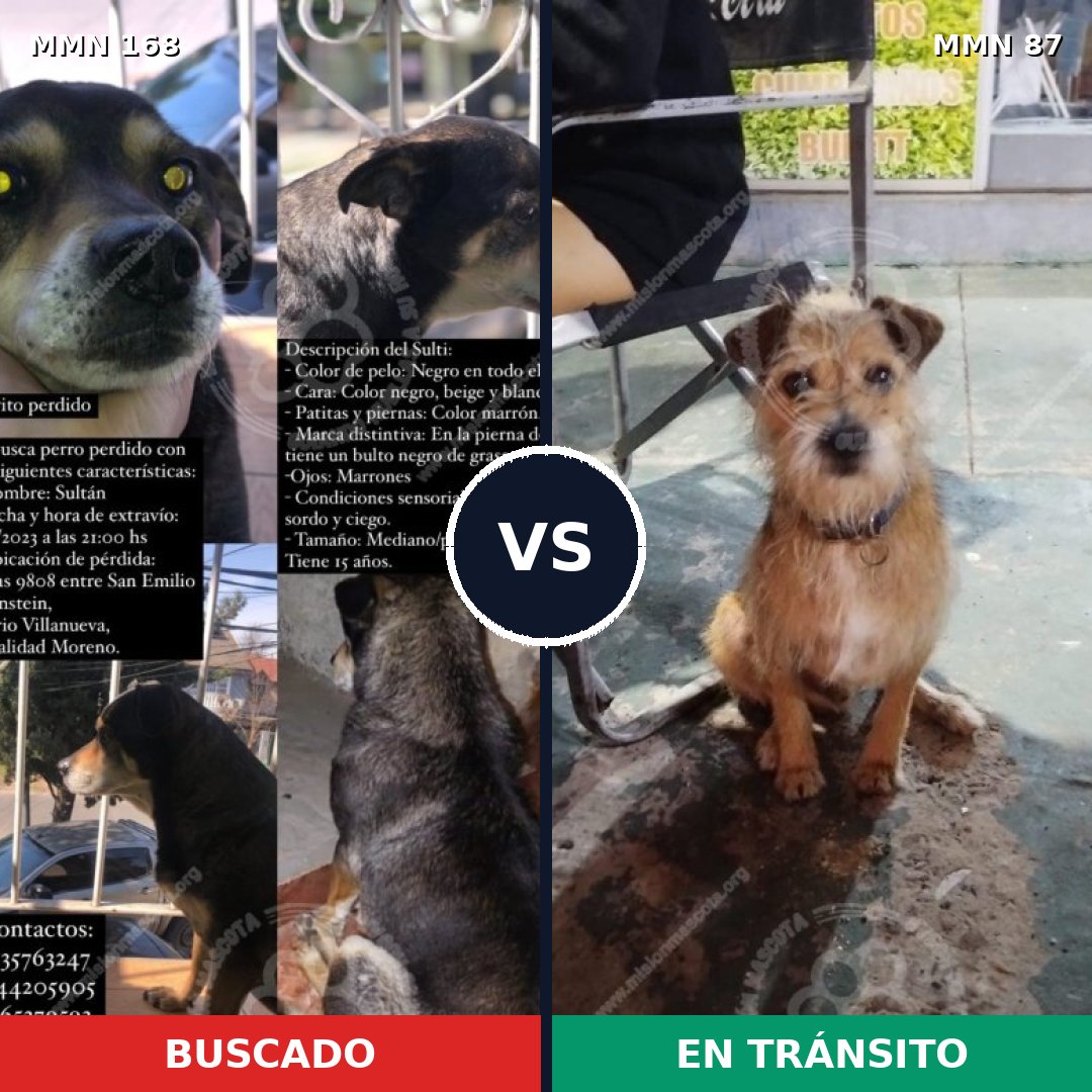 Comparativa MMS 4256: mascota perdida y mascota encontrada, 47% de similitud