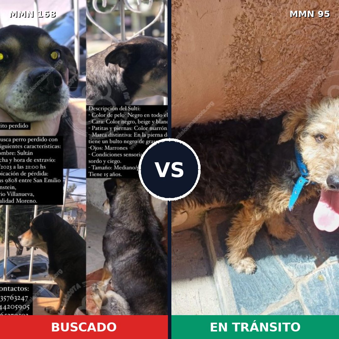 Comparativa MMS 4257: mascota perdida y mascota encontrada, 69% de similitud