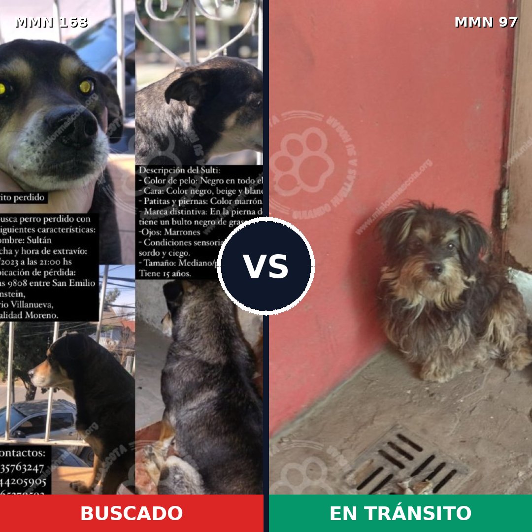 Comparativa MMS 4258: mascota perdida y mascota encontrada, 30% de similitud