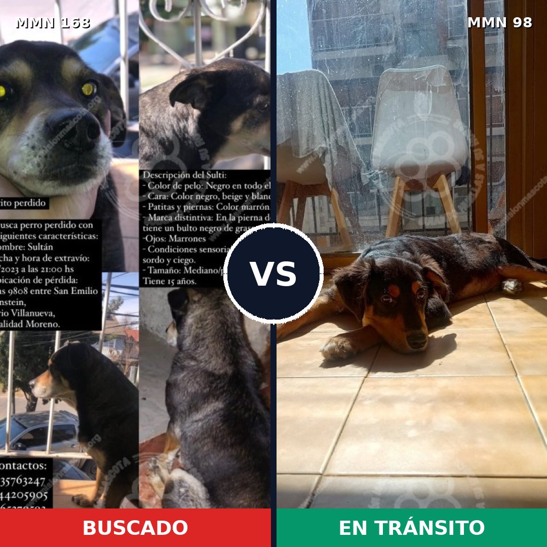 Comparativa MMS 4259: mascota perdida y mascota encontrada, 63% de similitud