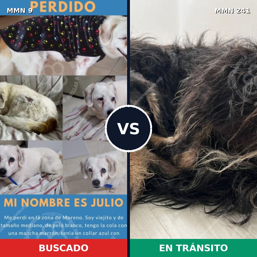 Comparativa MMS 426: mascota perdida y mascota encontrada, 58% de similitud