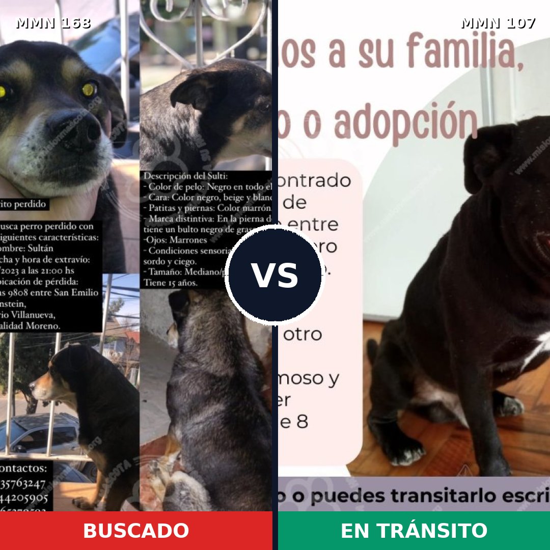 Comparativa MMS 4260: mascota perdida y mascota encontrada, 59% de similitud