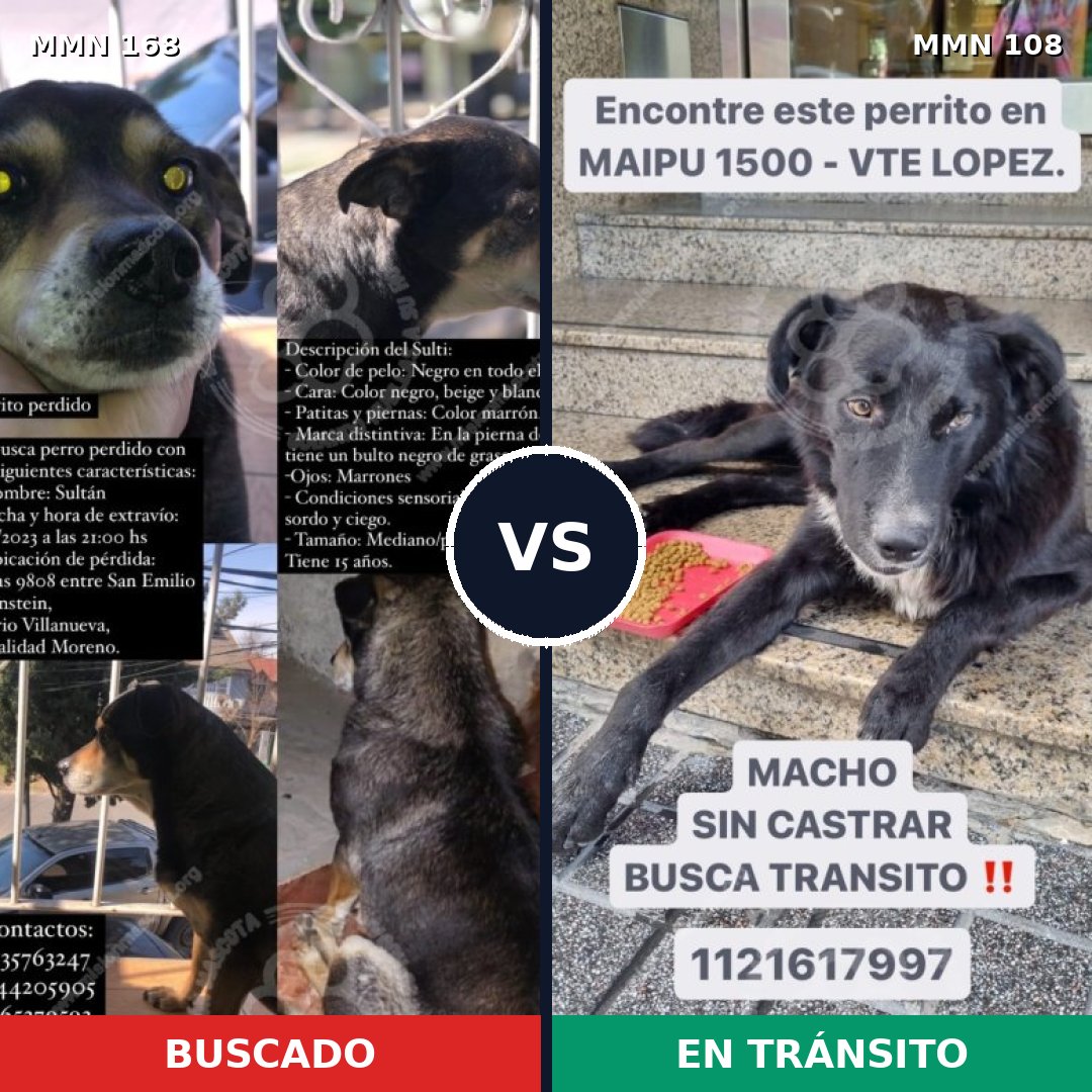Comparativa MMS 4261: mascota perdida y mascota encontrada, 55% de similitud