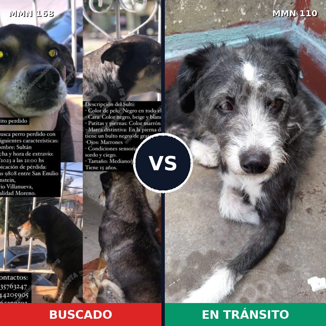 Comparativa MMS 4262: mascota perdida y mascota encontrada, 55% de similitud
