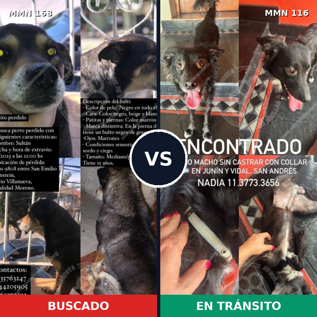 Comparativa MMS 4263: mascota perdida y mascota encontrada, 55% de similitud