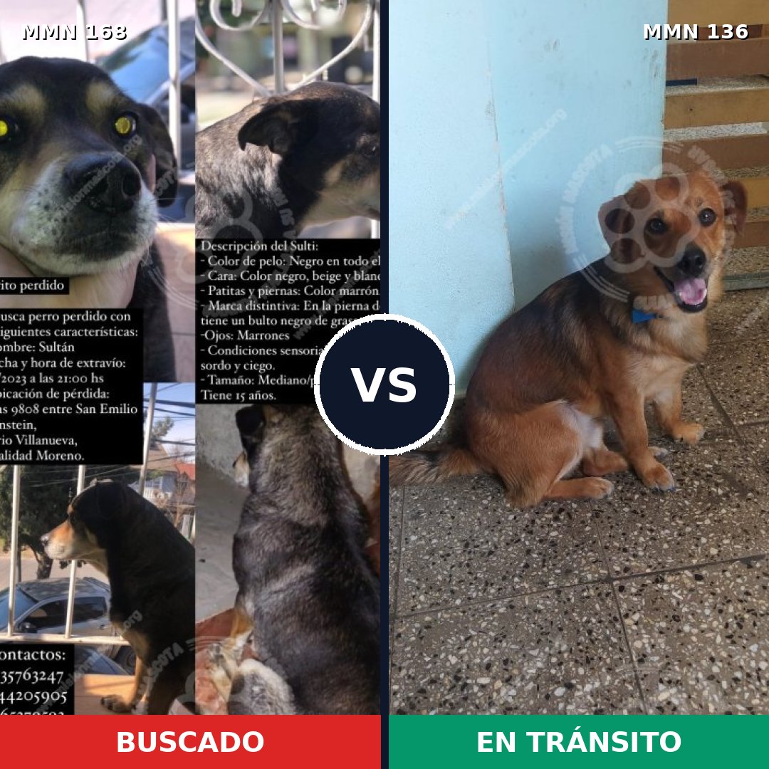 Comparativa MMS 4264: mascota perdida y mascota encontrada, 47% de similitud