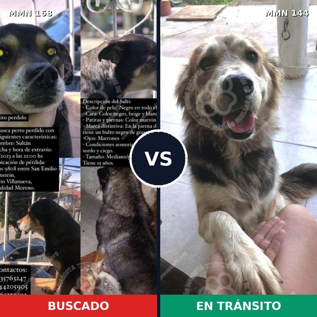 Comparativa MMS 4265: mascota perdida y mascota encontrada, 43% de similitud