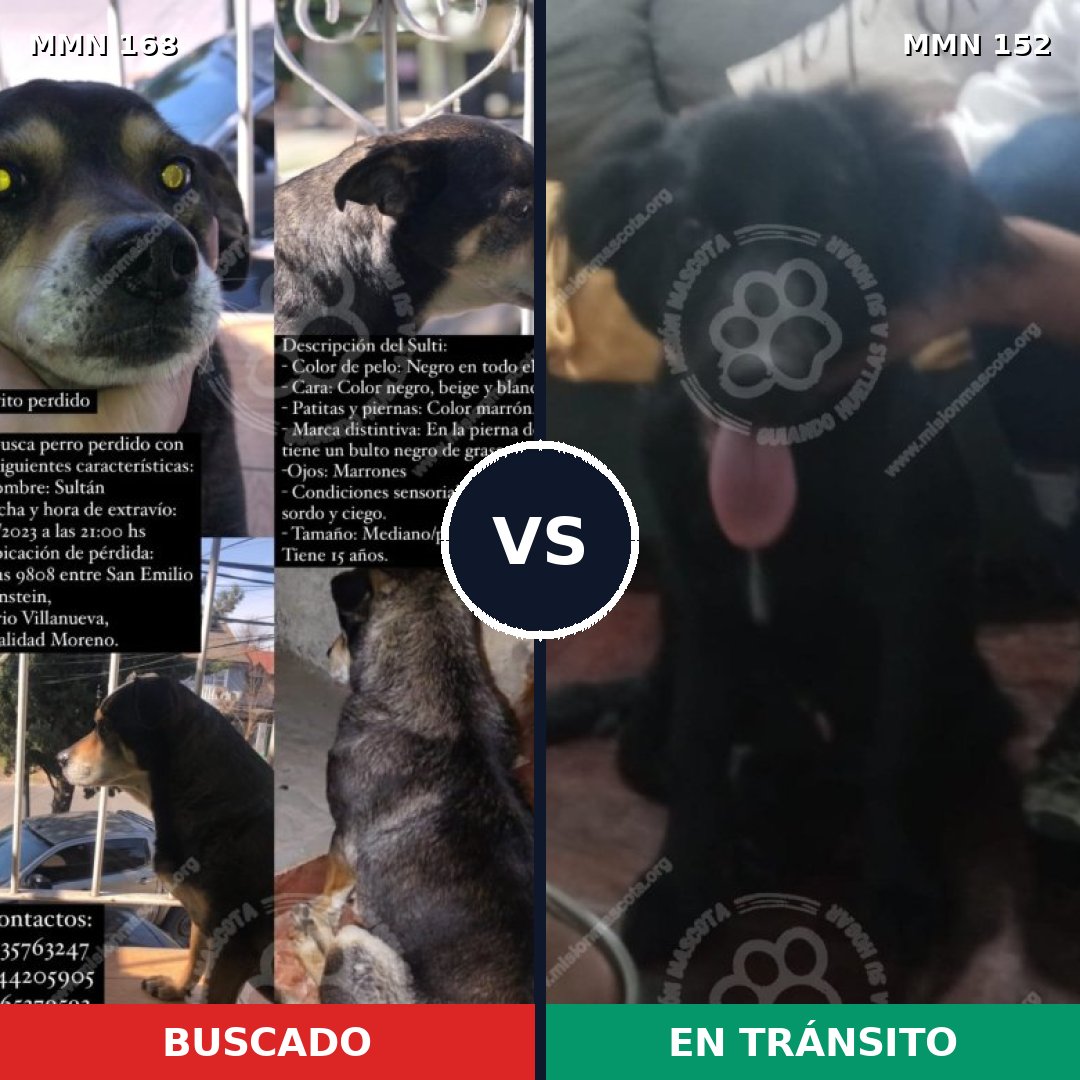 Comparativa MMS 4266: mascota perdida y mascota encontrada, 55% de similitud