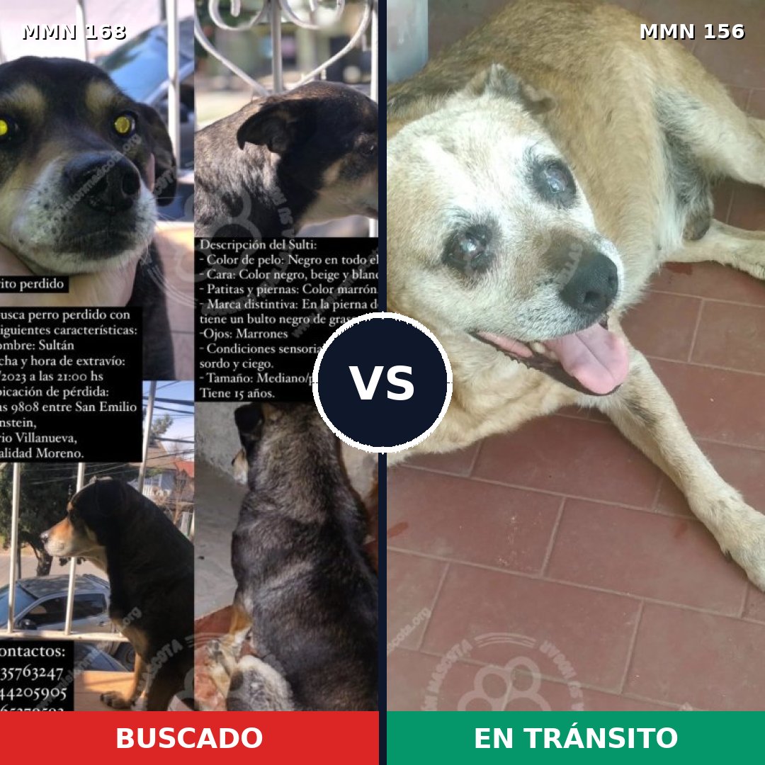 Comparativa MMS 4267: mascota perdida y mascota encontrada, 59% de similitud