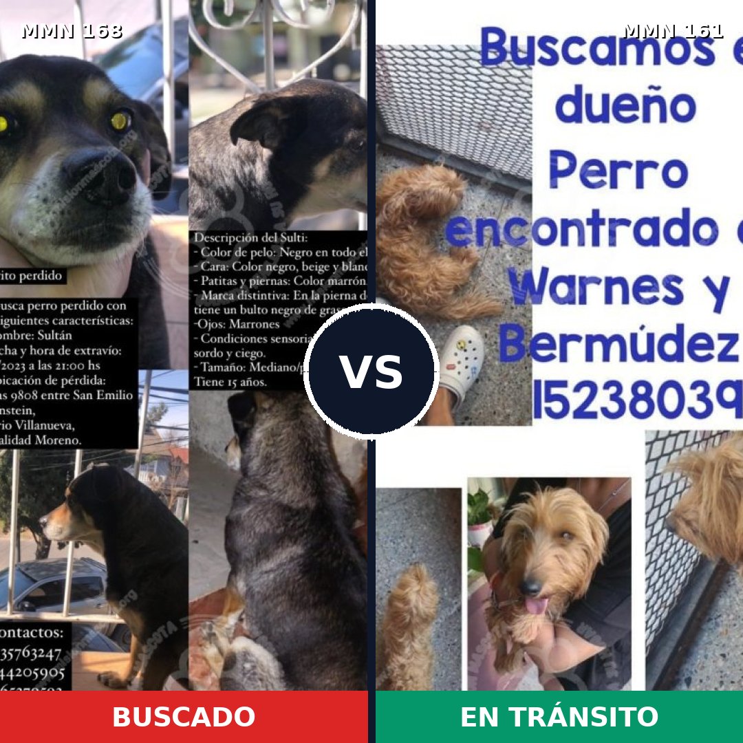 Comparativa MMS 4268: mascota perdida y mascota encontrada, 55% de similitud