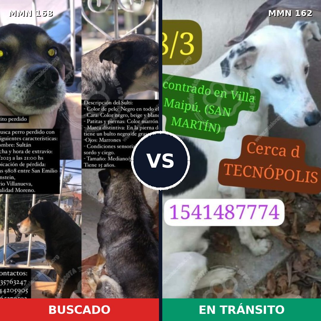 Comparativa MMS 4269: mascota perdida y mascota encontrada, 59% de similitud