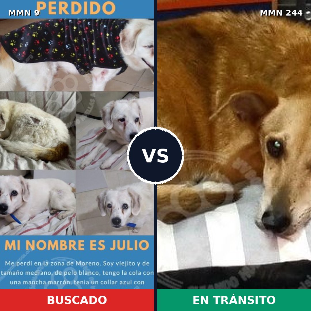 Comparativa MMS 427: mascota perdida y mascota encontrada, 79% de similitud