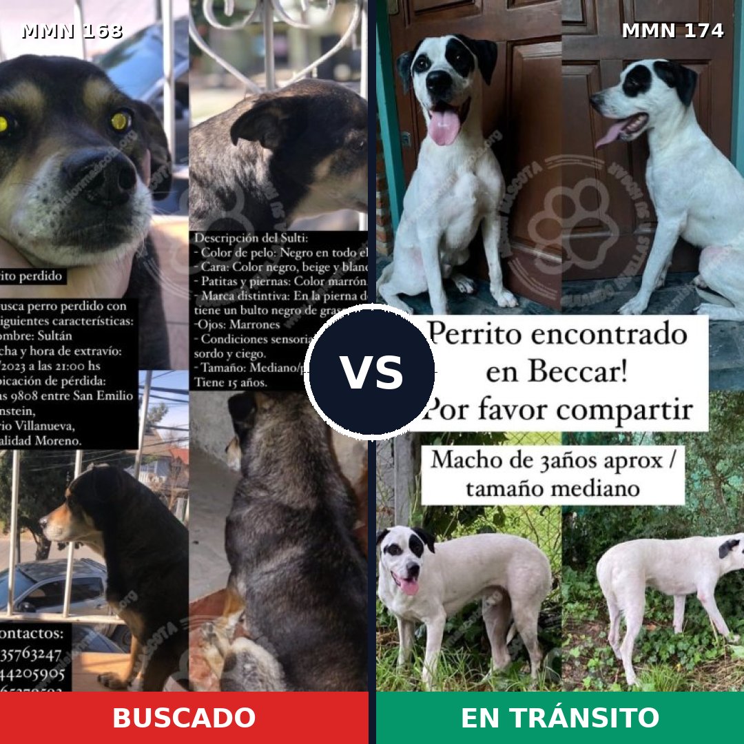 Comparativa MMS 4270: mascota perdida y mascota encontrada, 63% de similitud