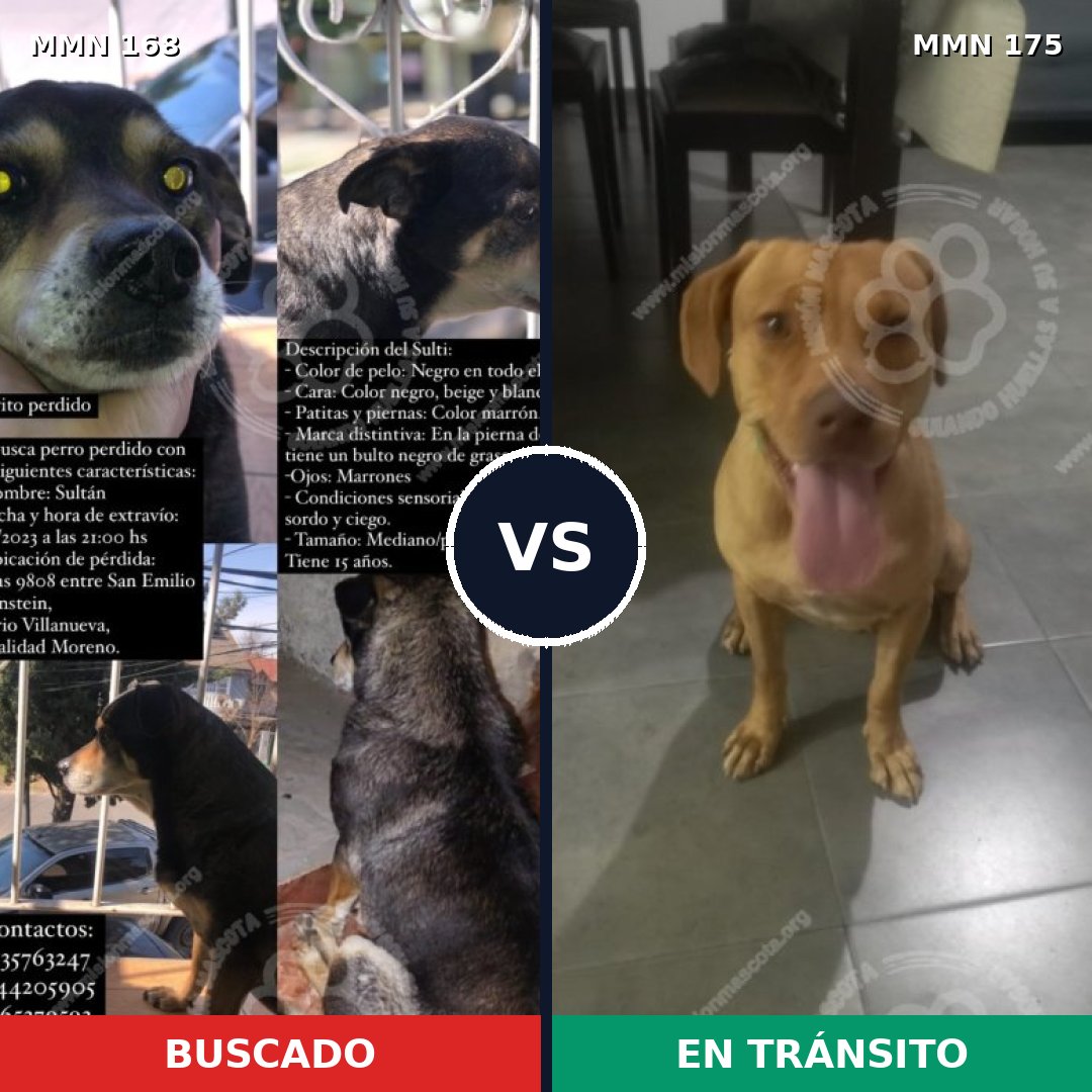 Comparativa MMS 4271: mascota perdida y mascota encontrada, 51% de similitud