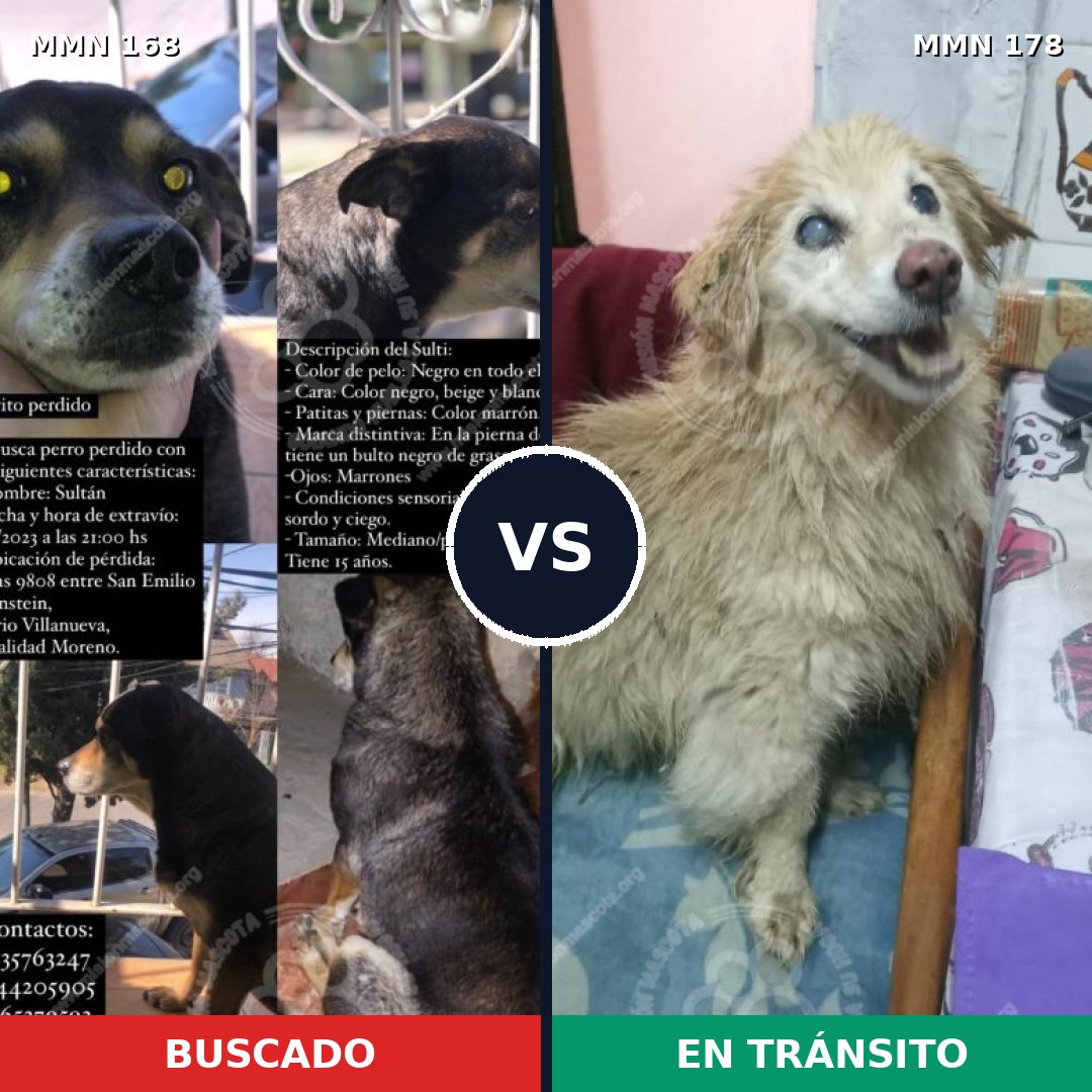 Comparativa MMS 4272: mascota perdida y mascota encontrada, 48% de similitud