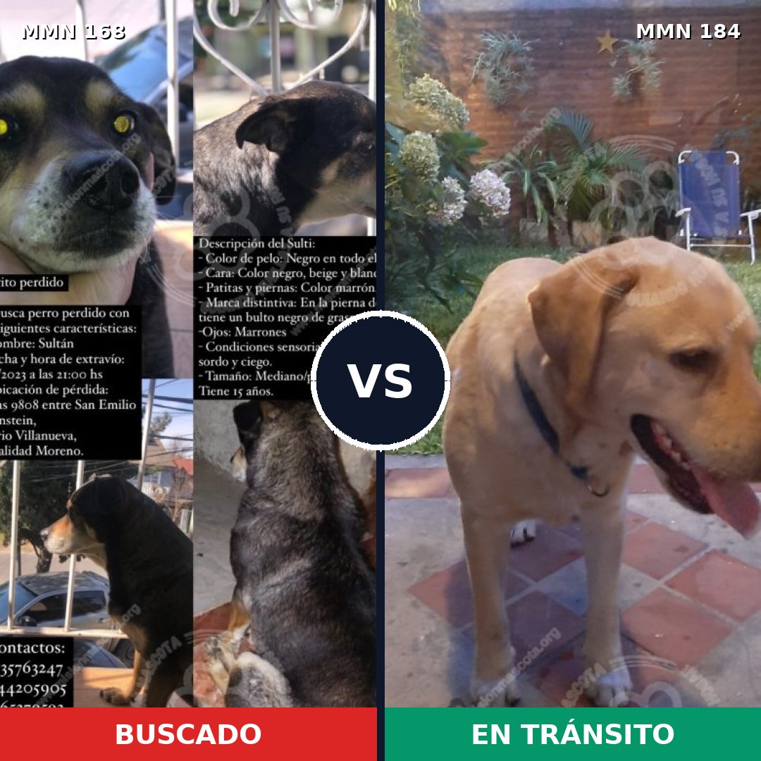 Comparativa MMS 4273: mascota perdida y mascota encontrada, 23% de similitud
