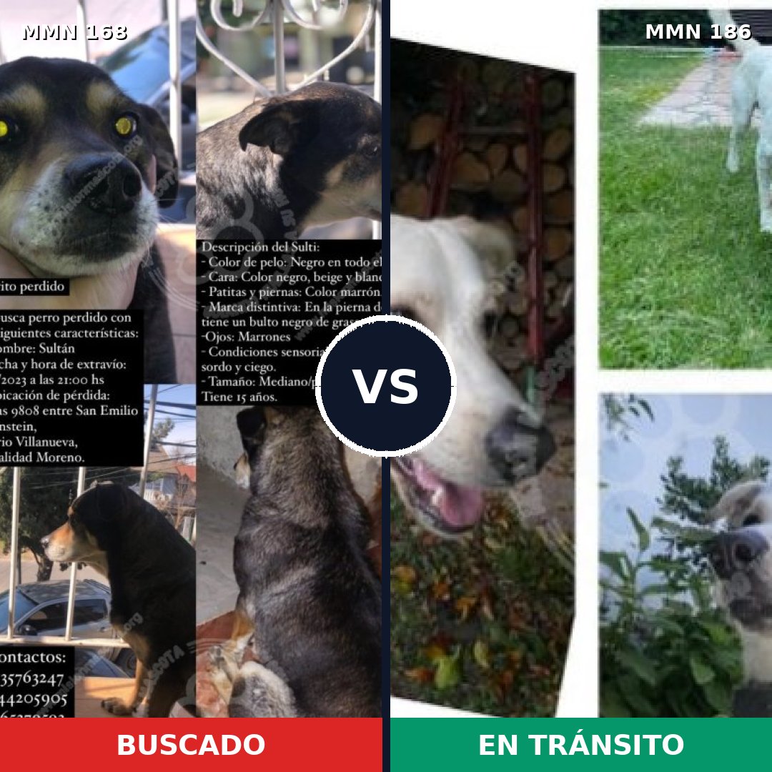 Comparativa MMS 4274: mascota perdida y mascota encontrada, 2% de similitud