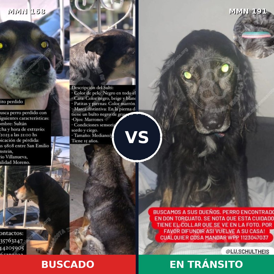Comparativa MMS 4275: mascota perdida y mascota encontrada, 55% de similitud