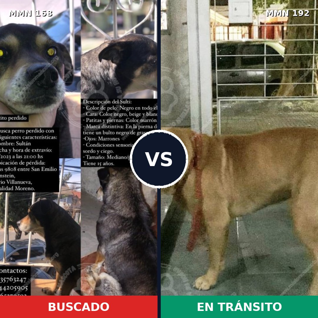 Comparativa MMS 4276: mascota perdida y mascota encontrada, 6% de similitud