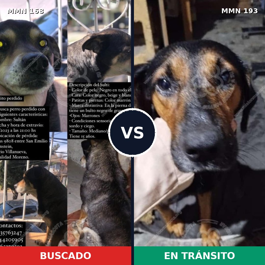 Comparativa MMS 4277: mascota perdida y mascota encontrada, 59% de similitud
