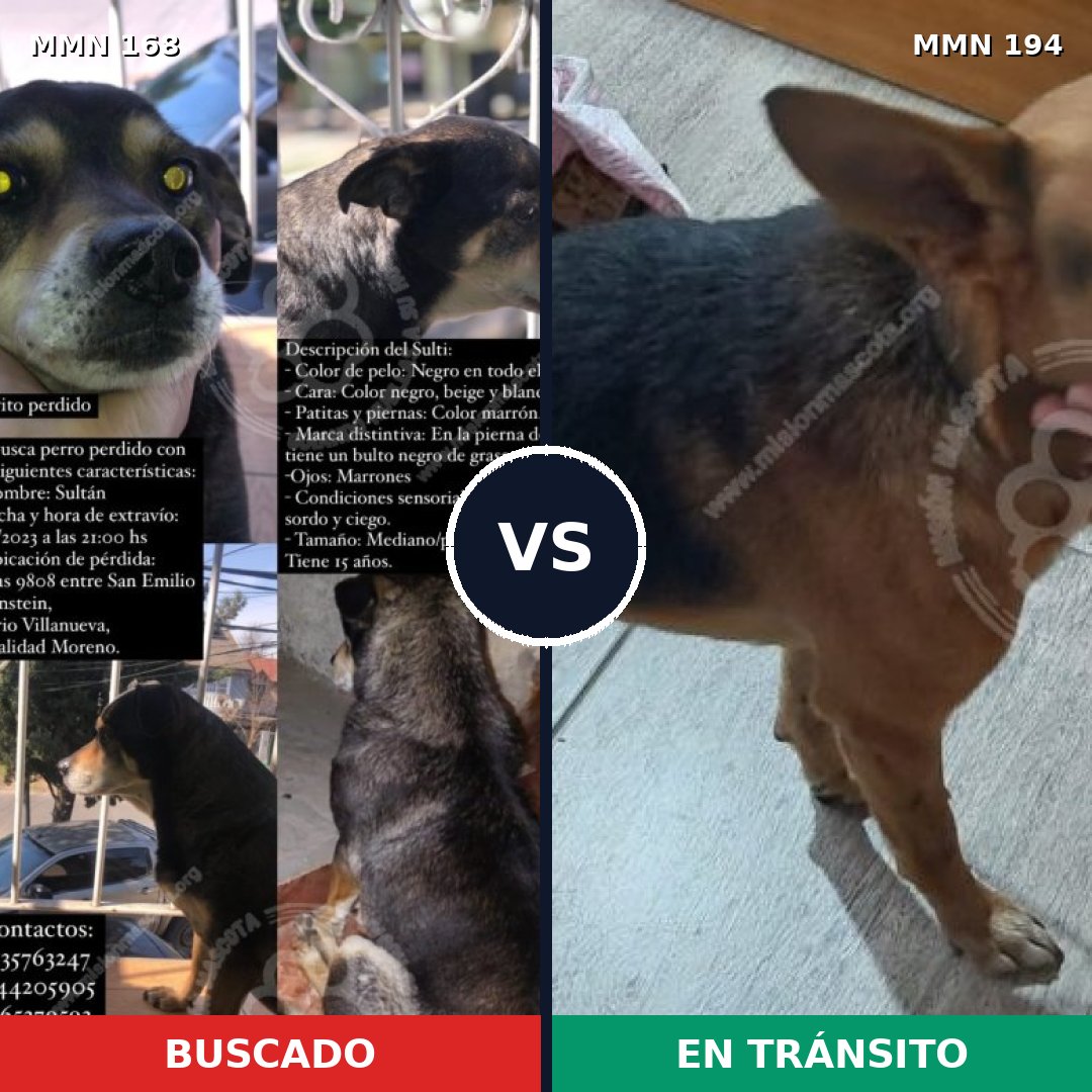 Comparativa MMS 4278: mascota perdida y mascota encontrada, 68% de similitud