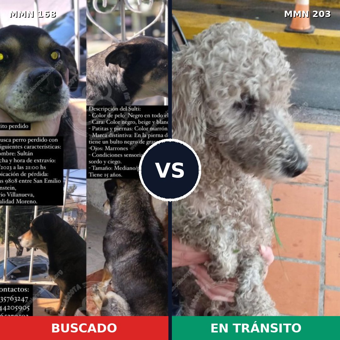 Comparativa MMS 4279: mascota perdida y mascota encontrada, 2% de similitud