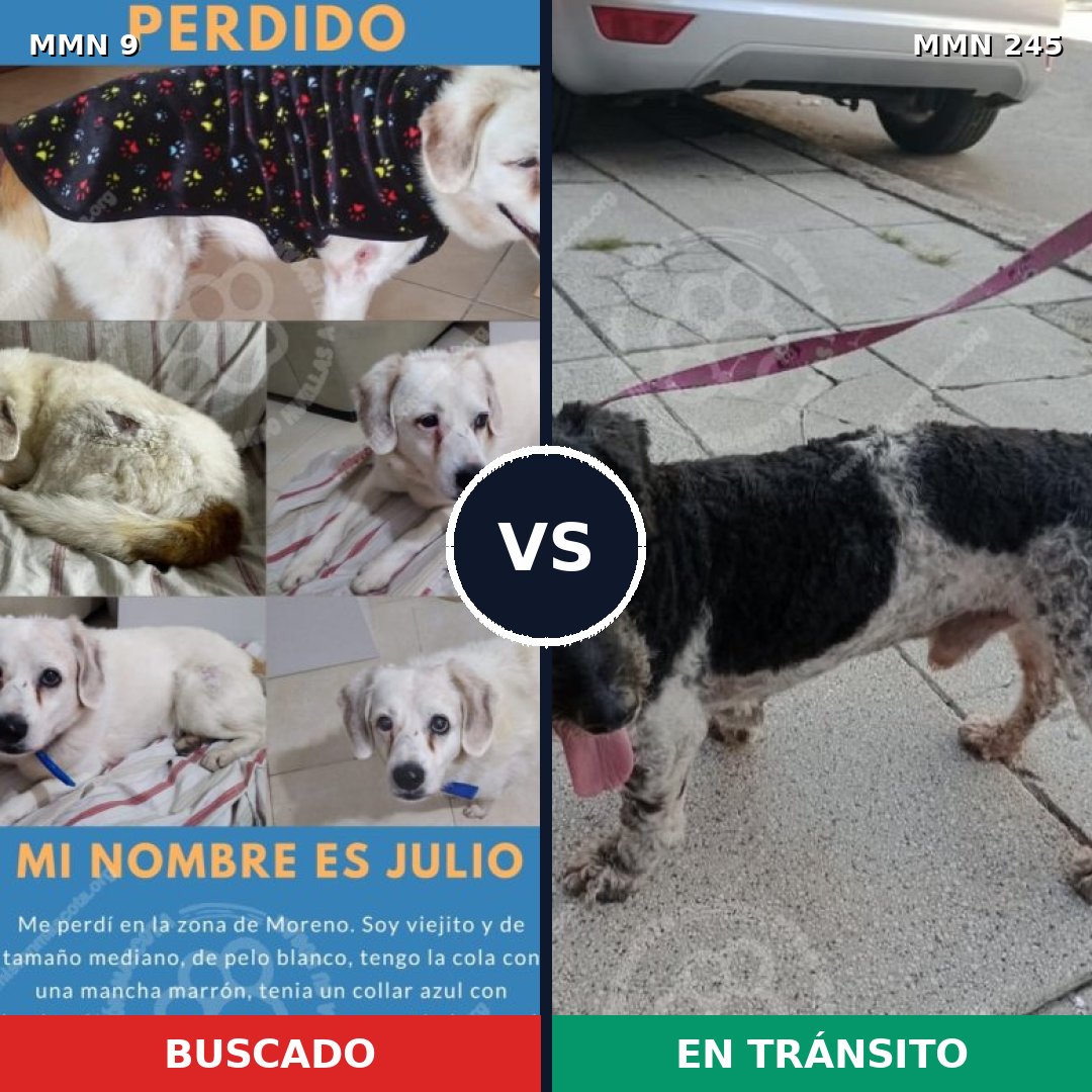 Comparativa MMS 428: mascota perdida y mascota encontrada, 78% de similitud
