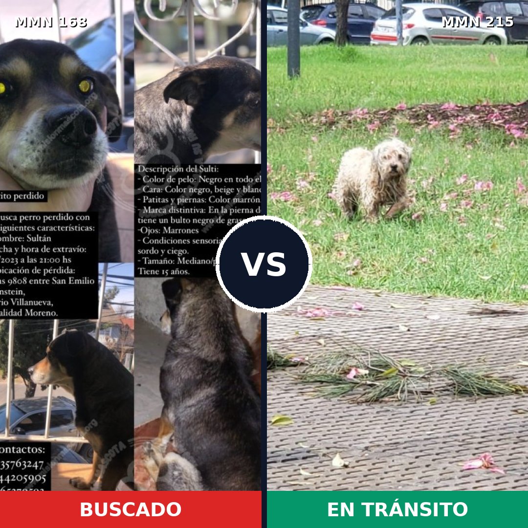 Comparativa MMS 4280: mascota perdida y mascota encontrada, 6% de similitud