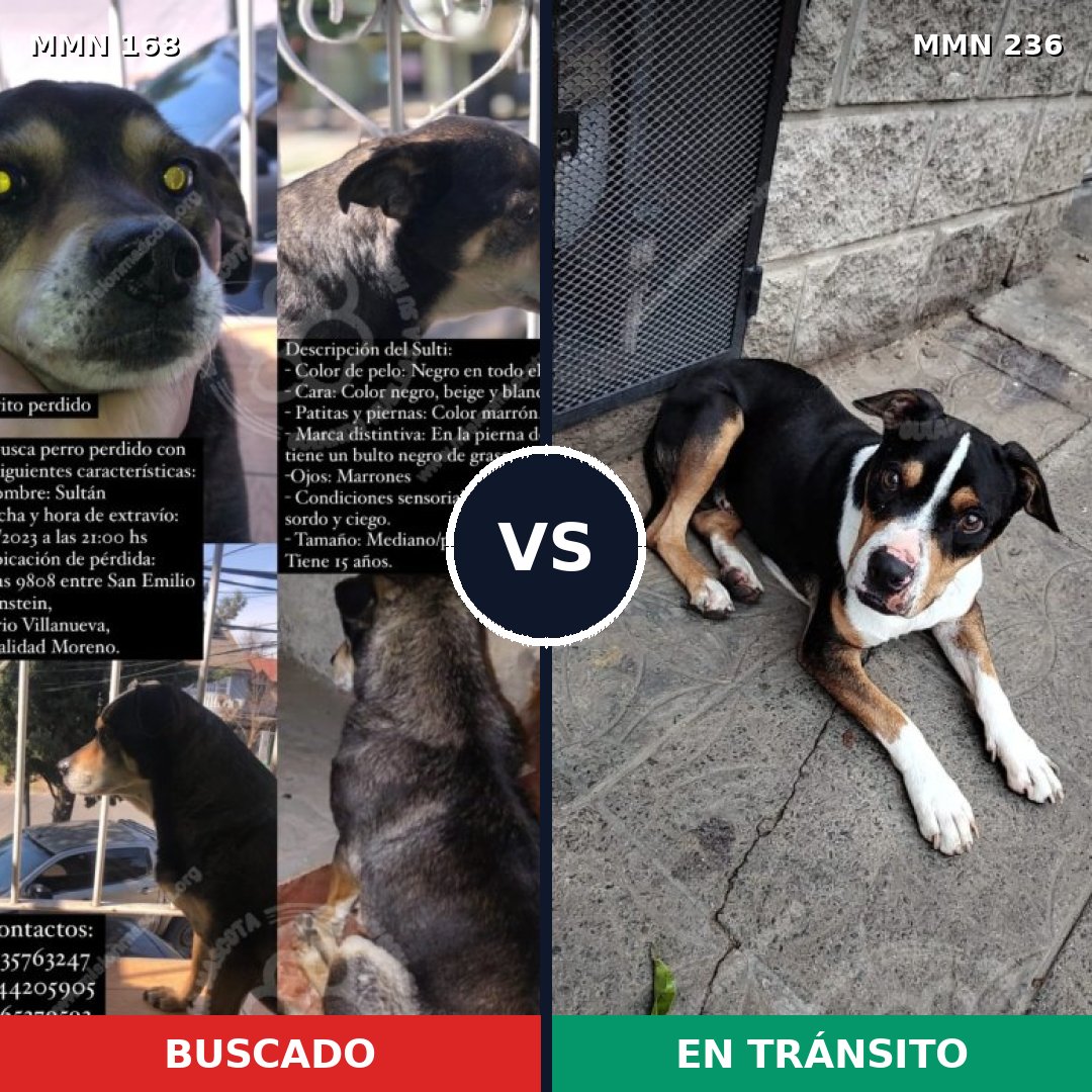 Comparativa MMS 4281: mascota perdida y mascota encontrada, 59% de similitud
