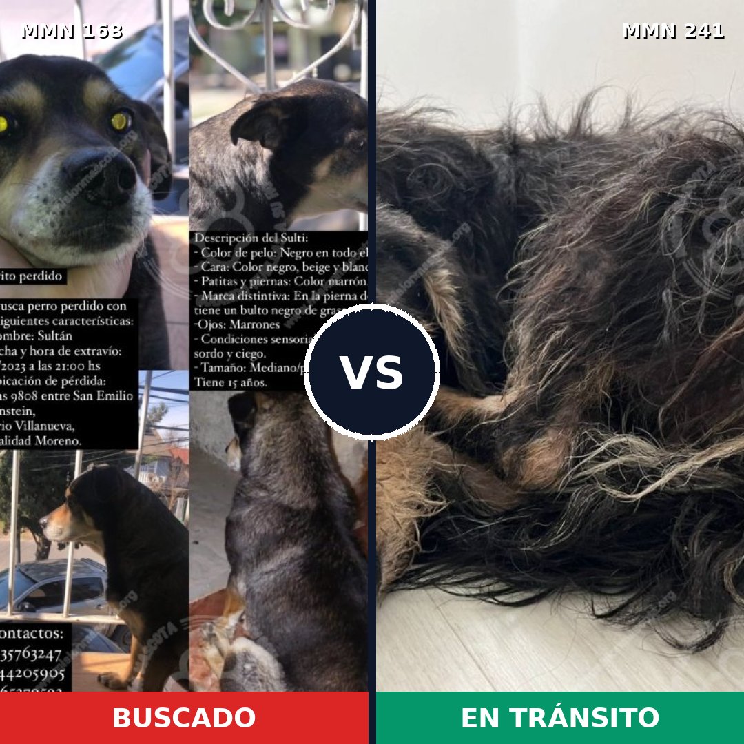 Comparativa MMS 4282: mascota perdida y mascota encontrada, 26% de similitud