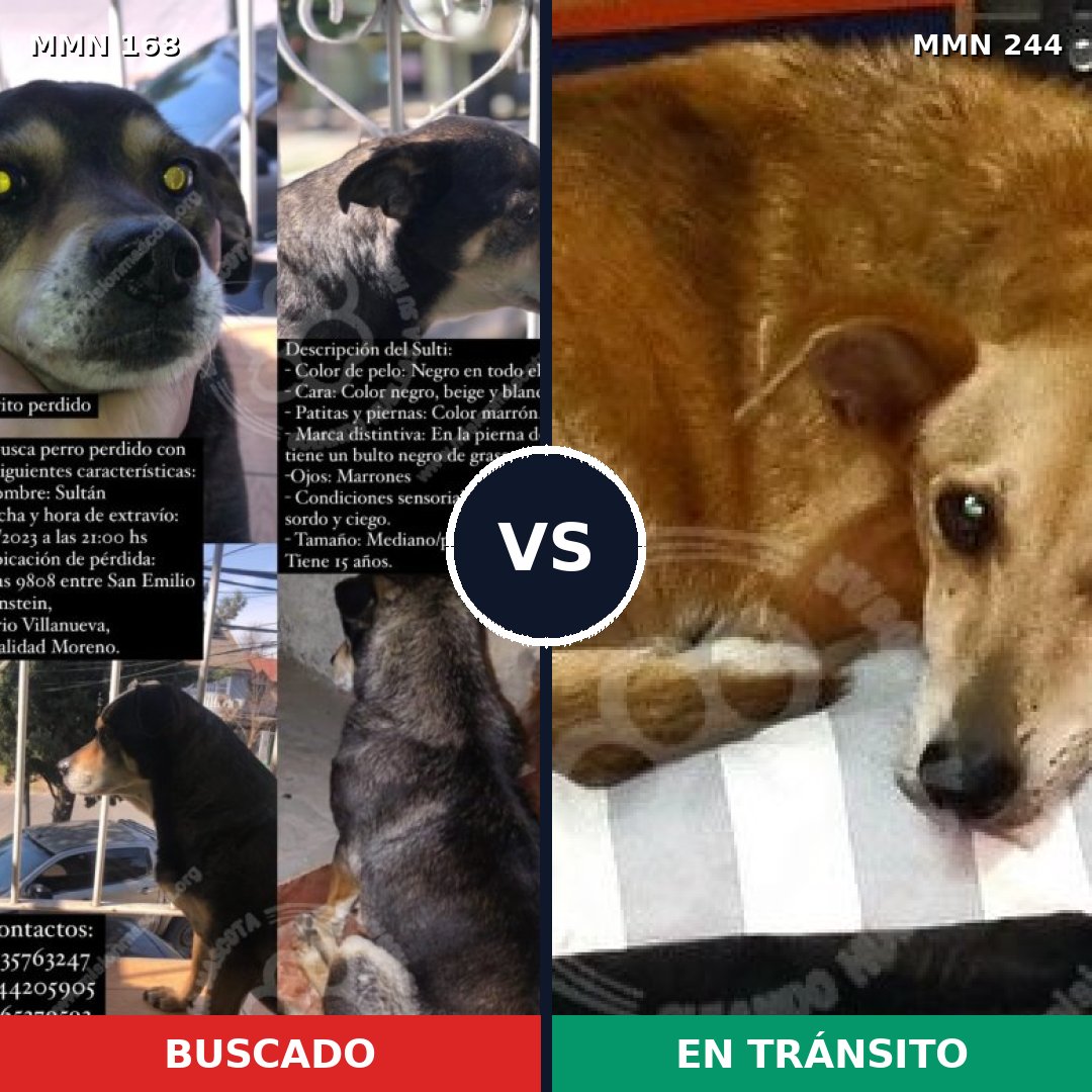 Comparativa MMS 4283: mascota perdida y mascota encontrada, 43% de similitud