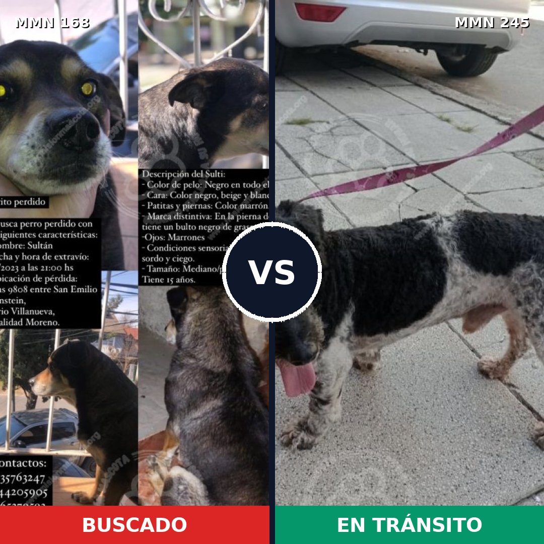 Comparativa MMS 4284: mascota perdida y mascota encontrada, 55% de similitud
