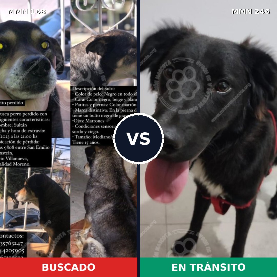 Comparativa MMS 4285: mascota perdida y mascota encontrada, 65% de similitud
